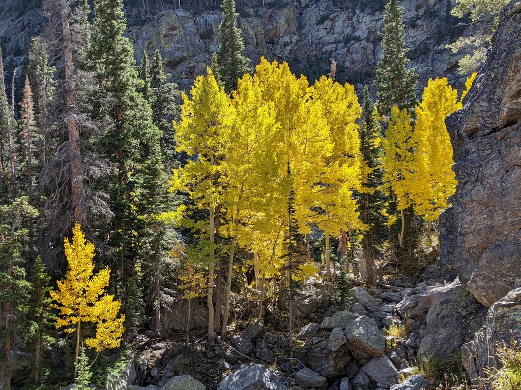H3_TreesGlowingAlongTrail.jpg
