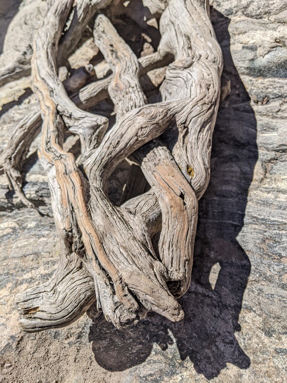 I7_WeatheredTreeRoot.jpg