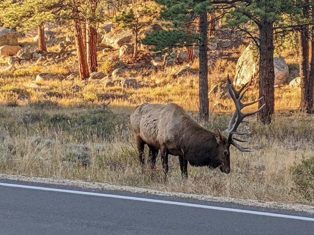 O1_ElkByRoad.jpg