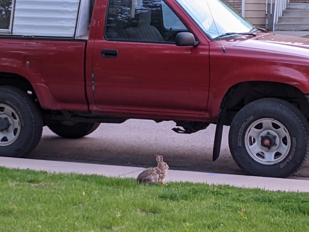 0519_RabbitByTruckZoom.jpg
