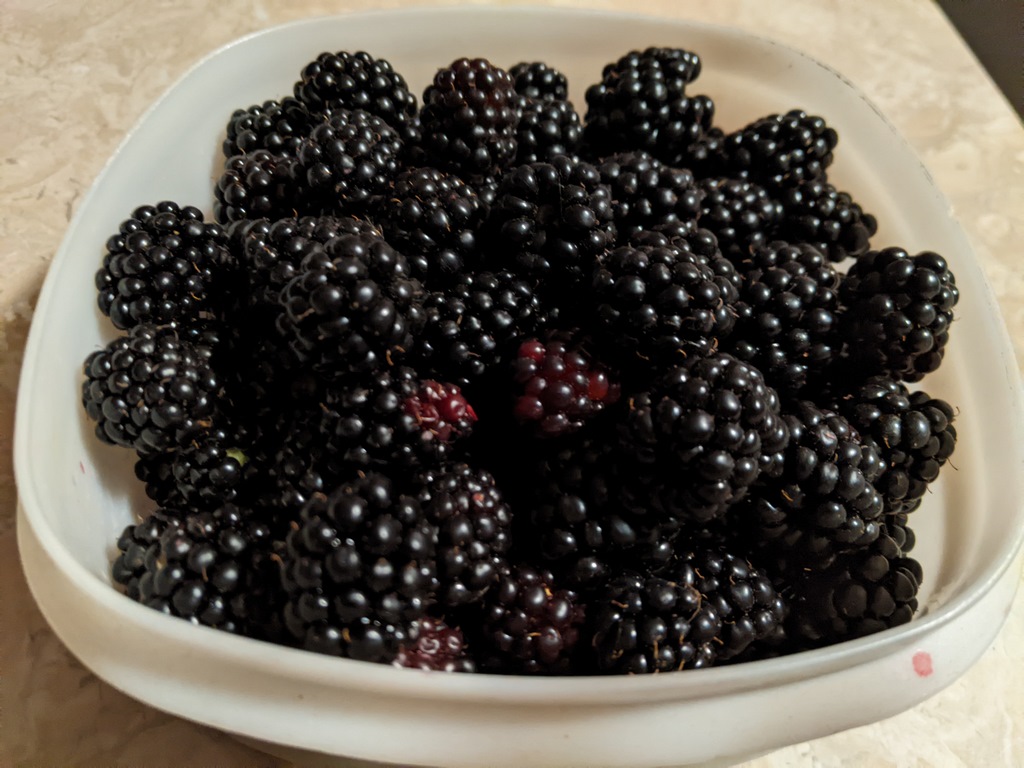 0831_HarvestedBlackberries.jpg