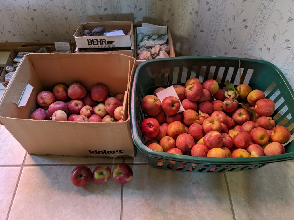 1014B_ApplesFromJenny.jpg