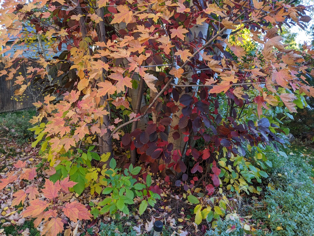 1020_FrontFallColors.jpg