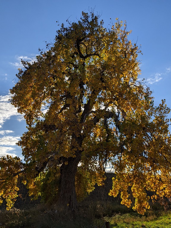 1027_WarrenLakeCottonwood.jpg