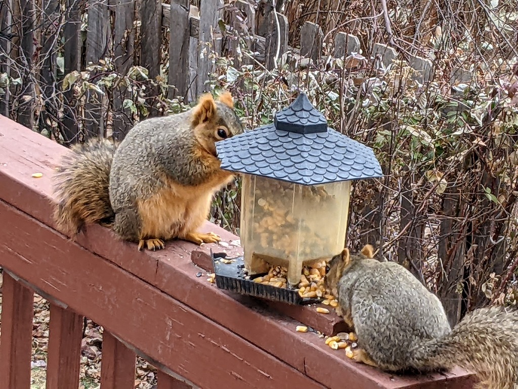 1124_SquirrelsAtFeederZoom.jpg