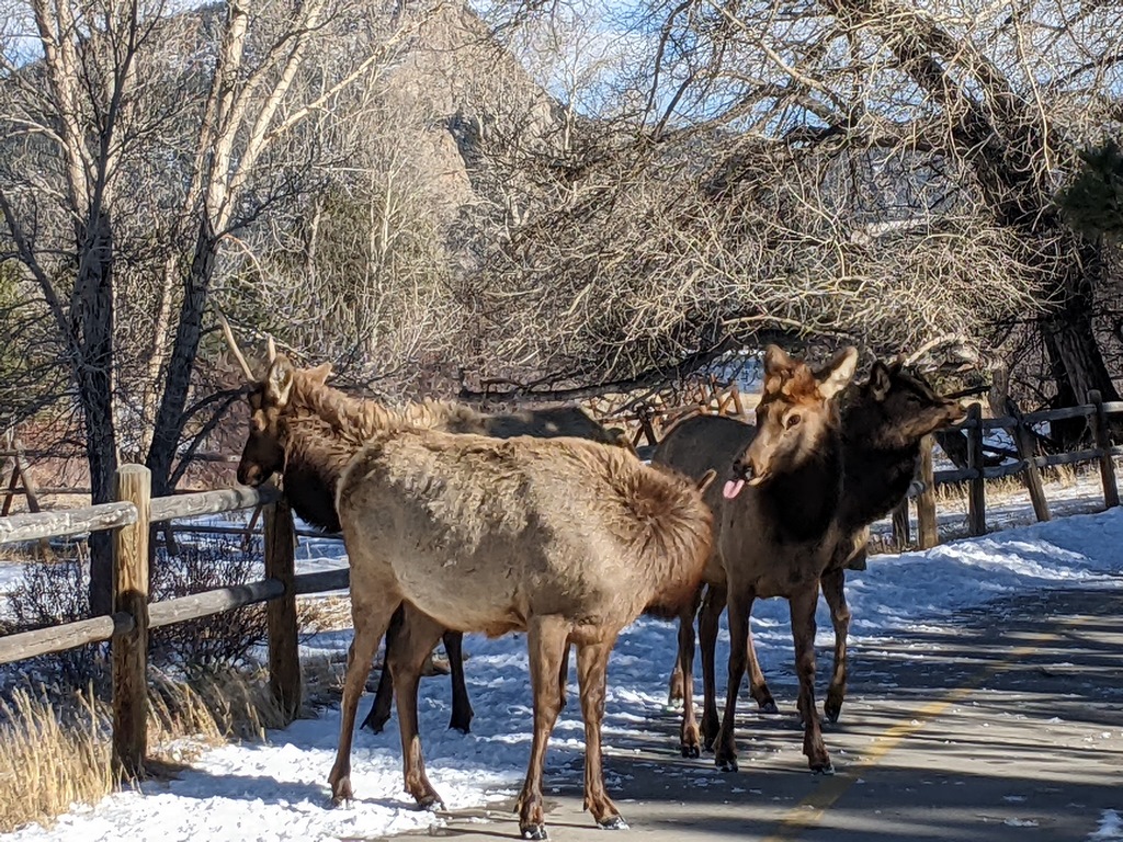 J_ElkInEstesPark.jpg