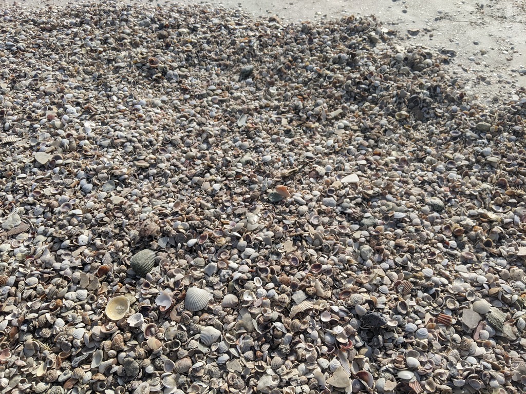 H3_BeachShellsCloseup.jpg
