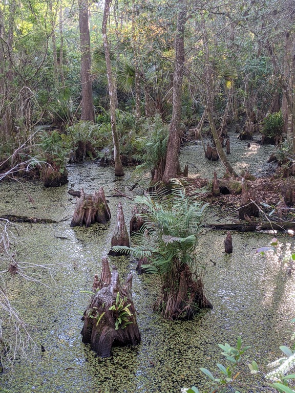 S3_ChesnutParkSwamp.jpg