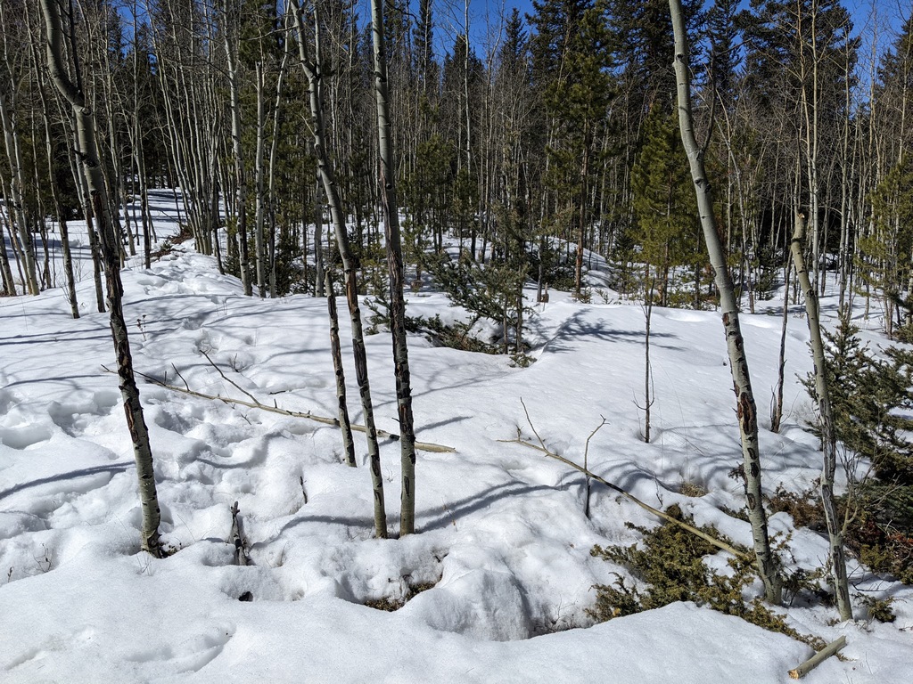 F2_MooseBrokenTrees.jpg