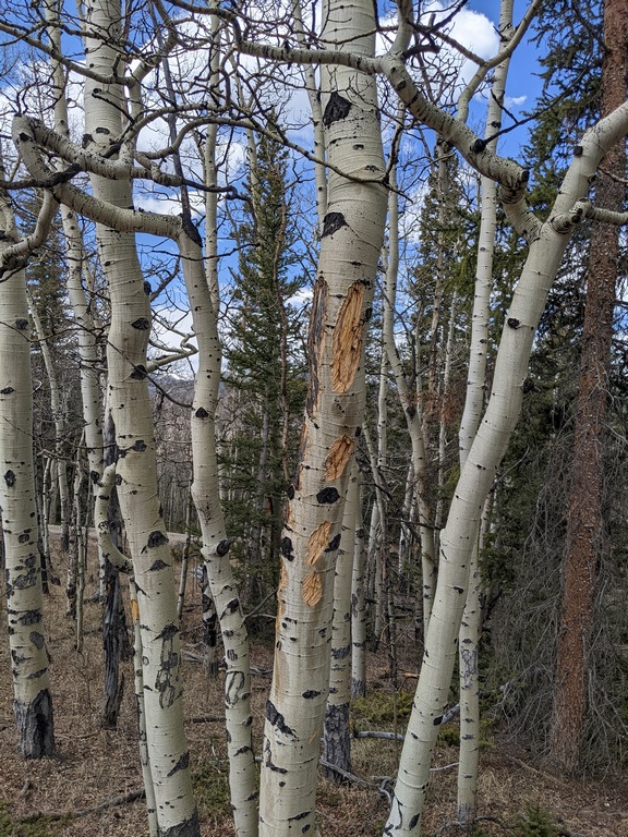 F2_ChewedAspen.jpg