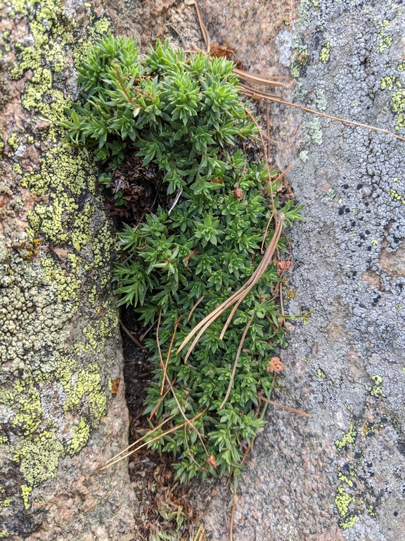 F_VegetationInStoneCrack.jpg