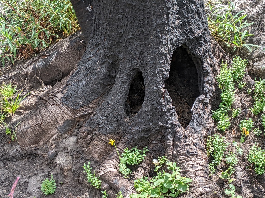 P1_BurnedOutTreeTrunk.jpg