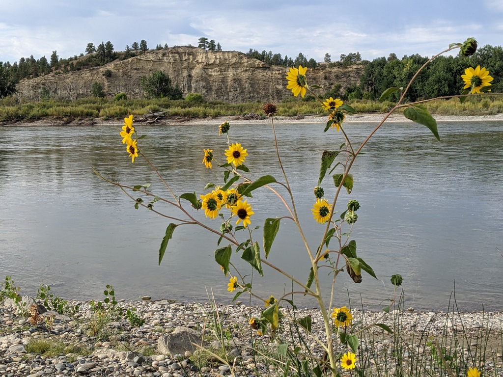 B2_SunflowersAcrossRiver.jpg