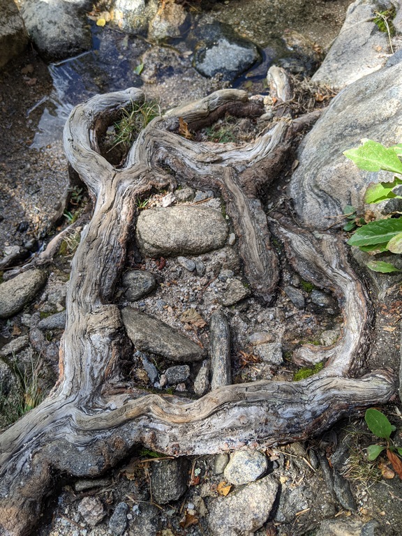 F1_WornTreeRoots.jpg