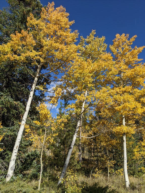 0926C3_YellowAspen.jpg