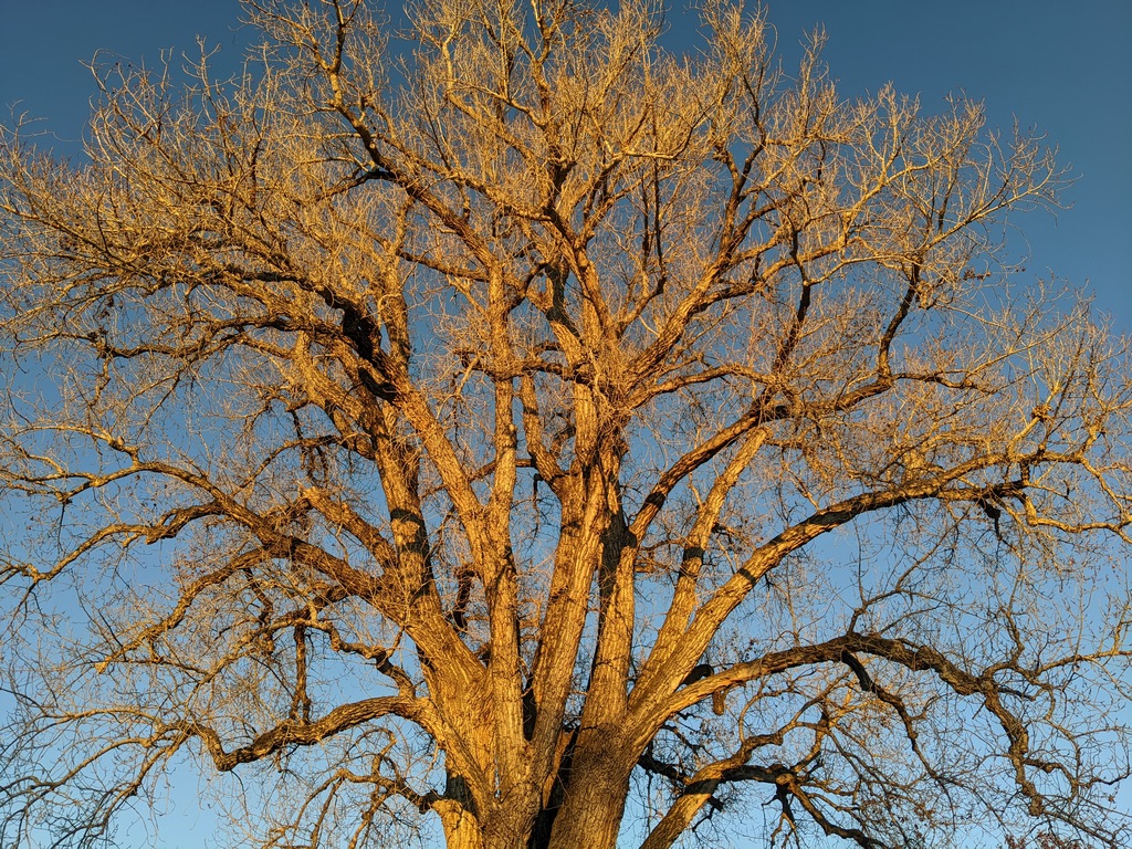 0107B_CottonwoodTreeLight.jpg