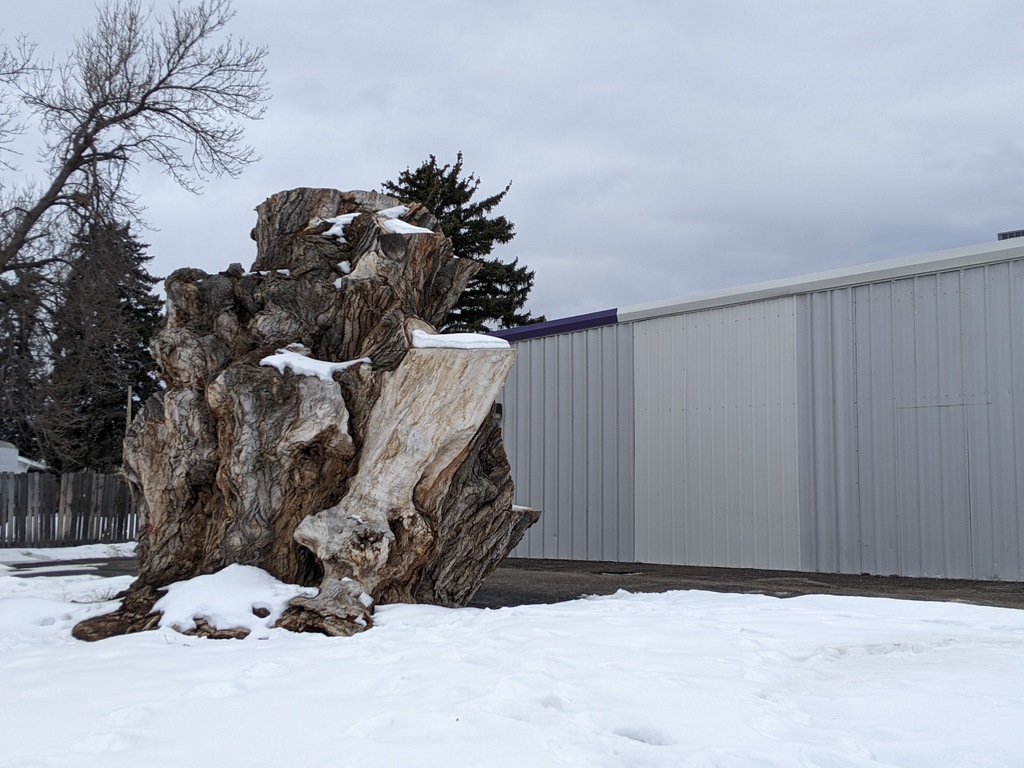 0206_CottonwoodStumpLoveland.jpg