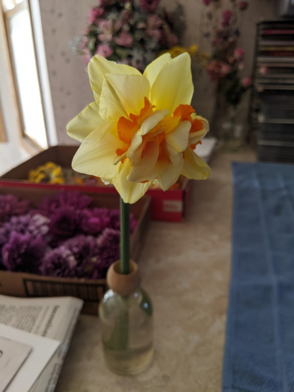 0306B_WinterDaffodil.jpg