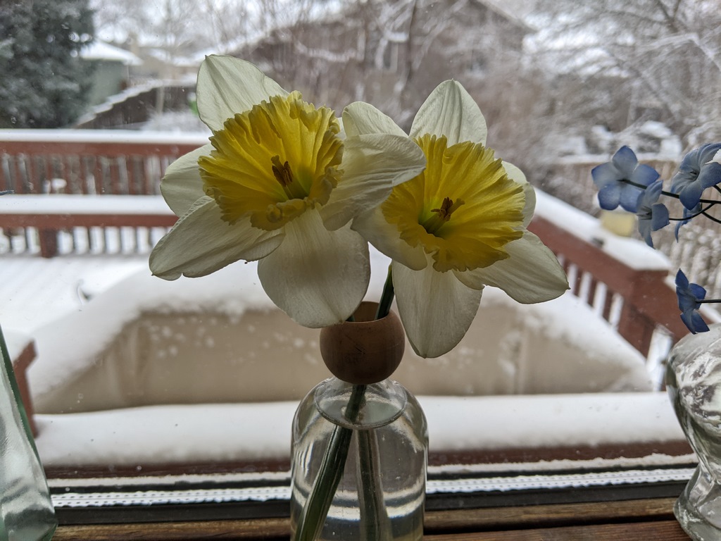 0404_DaffodilsWindowSnow.jpg
