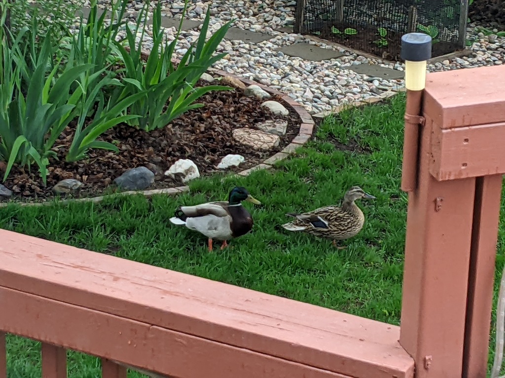 0519A_DucksBackYardZoom.jpg