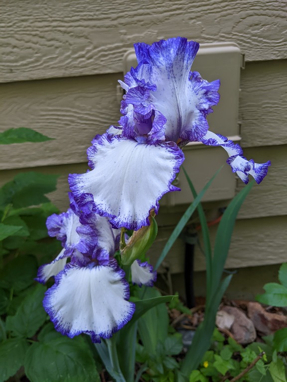 0605A_WhiteWithPurpleIris.jpg