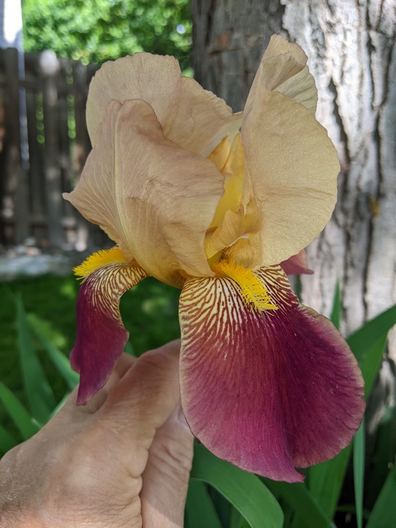 0605C_GoldWithPurpleIris.jpg