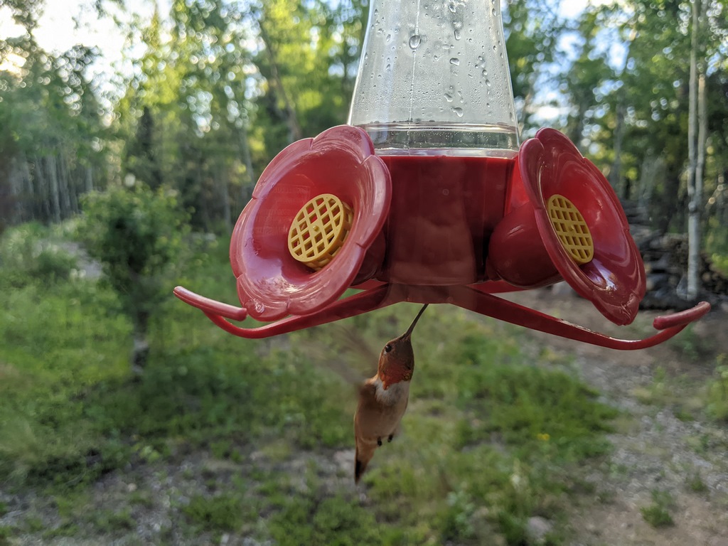 0711C_HummingbirdAtFeeder.jpg