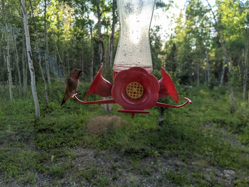 0711D_HummingbirdAtFeeder.jpg