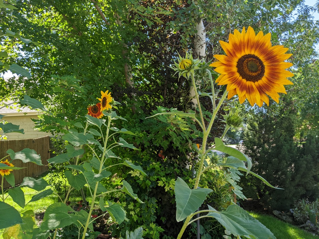 0901A_ColorfulFrontSunflowers.jpg