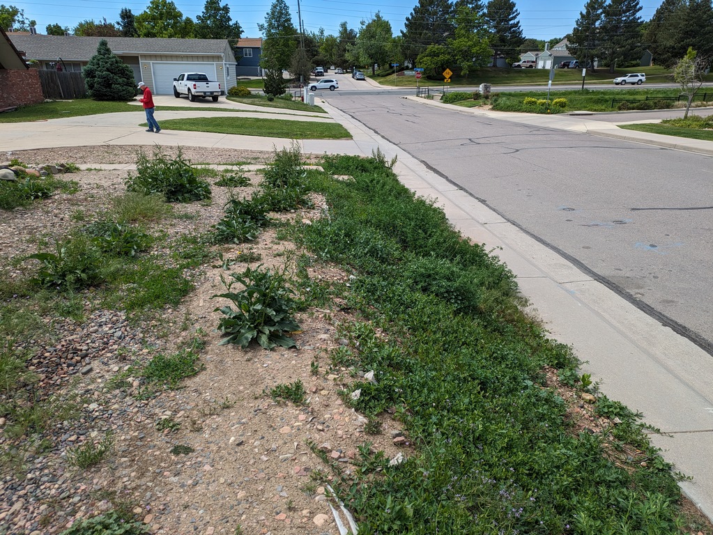 0526_1830BalsamWeeds.jpg