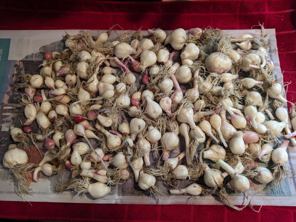 0614_GardenGarlicHarvest.jpg