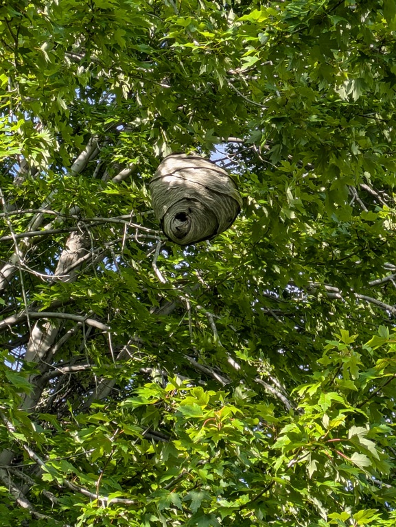 0812_BaldFaceWaspNestInMaple.jpg