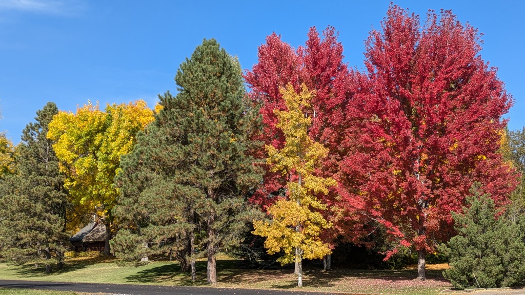 1019E_TreesAlongBikeTrail.jpg