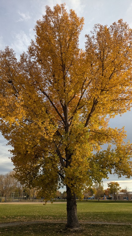 1027A_FallTreeColors.jpg