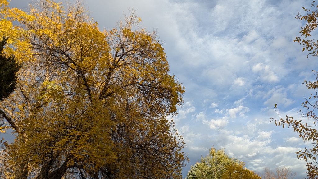 1027B_FallTreeColors.jpg