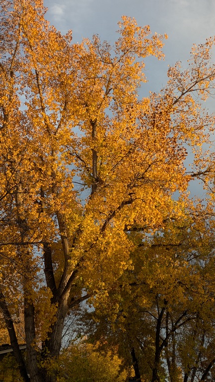 1027D_FallTreeColors.jpg