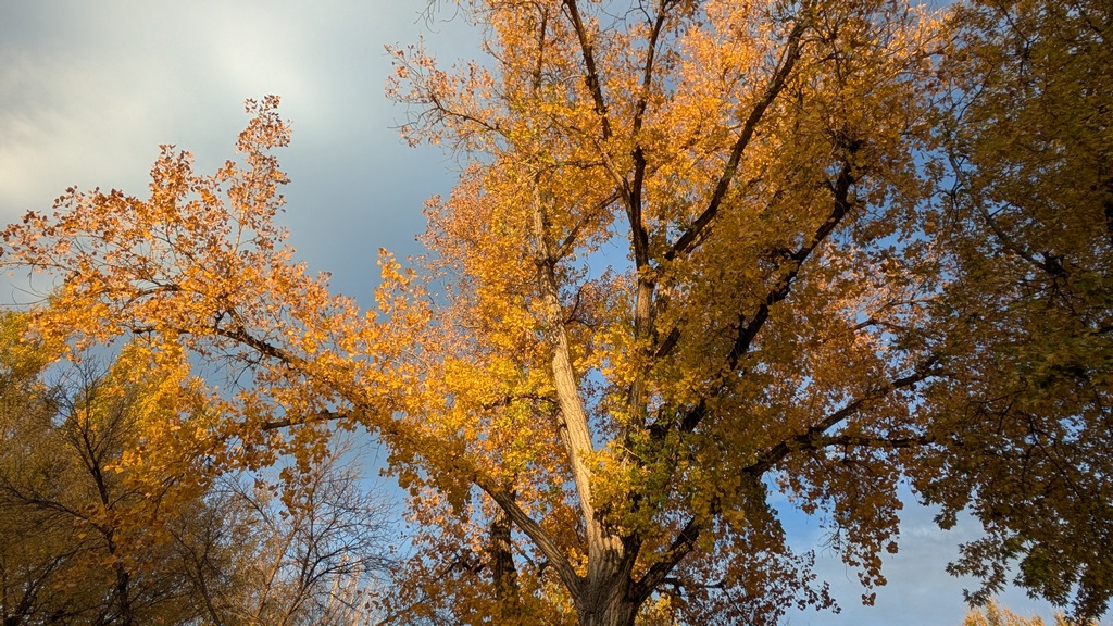 1027E_FallTreeColors.jpg