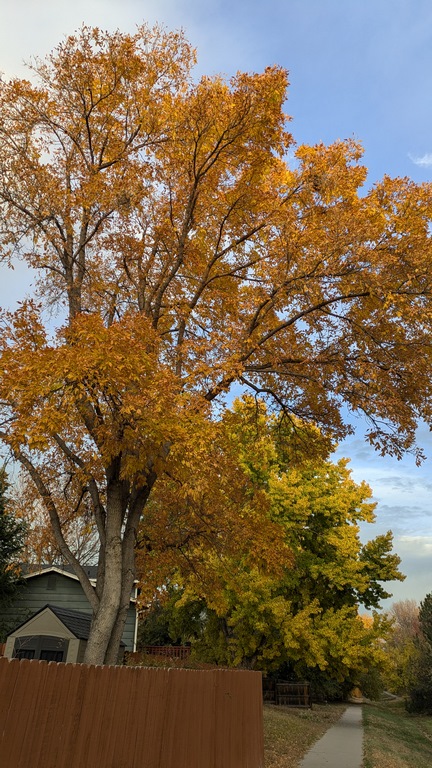1027F_FallTreeColors.jpg