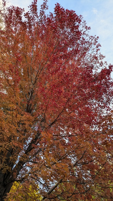 1027G_FallTreeColors.jpg