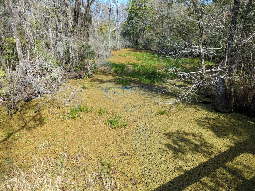 0222C_SwampyBrookerCreek.jpg