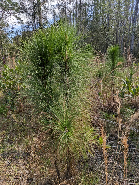 0222F_LongleafPines.jpg