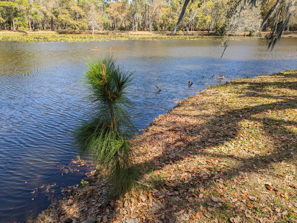 0227B5_LongleafPineInPark.jpg