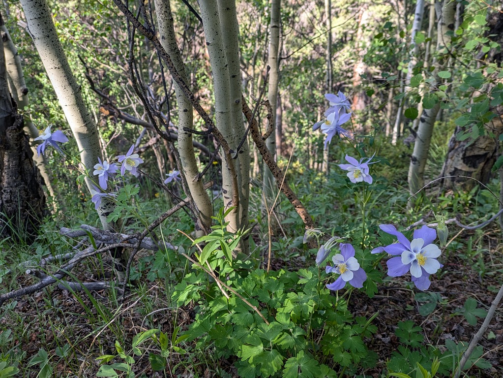 B3_ColumbineFlowers.jpg