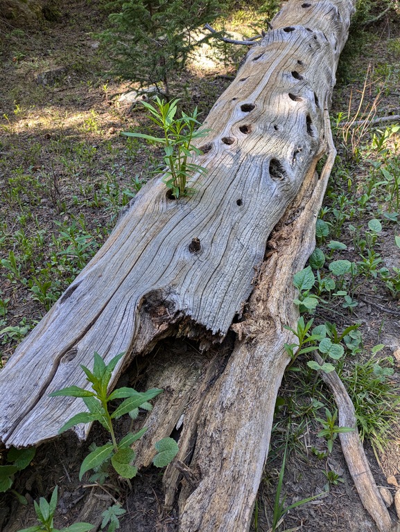 C1_HoleyLog.jpg