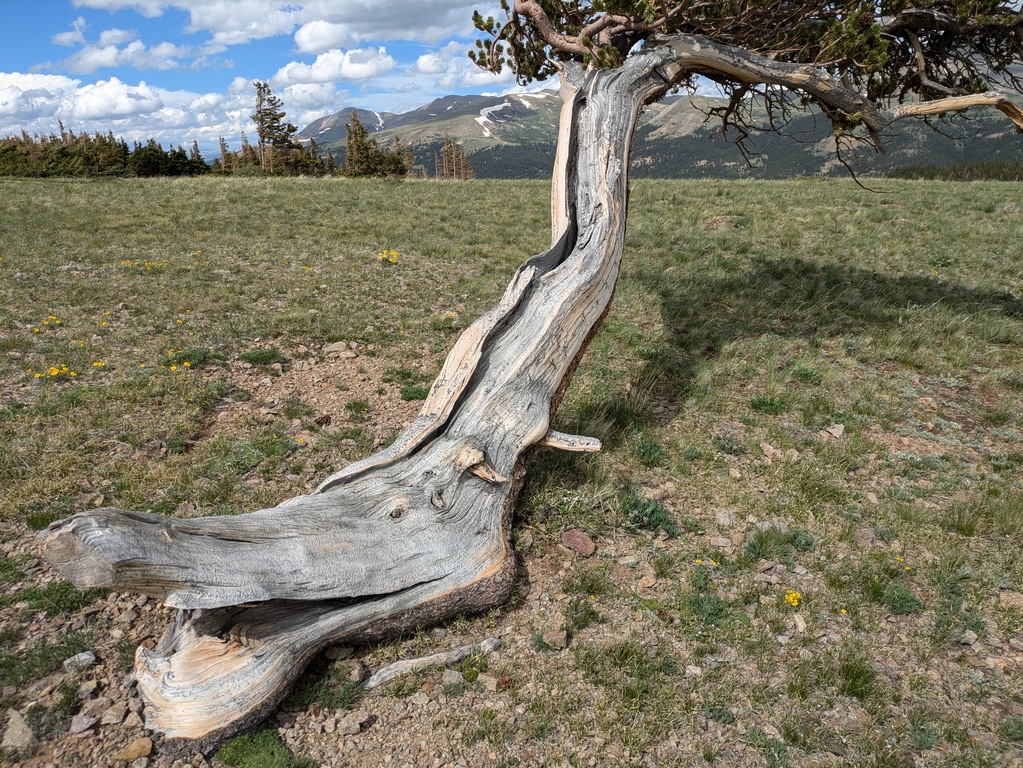 D3_LeaningTreeWest.jpg