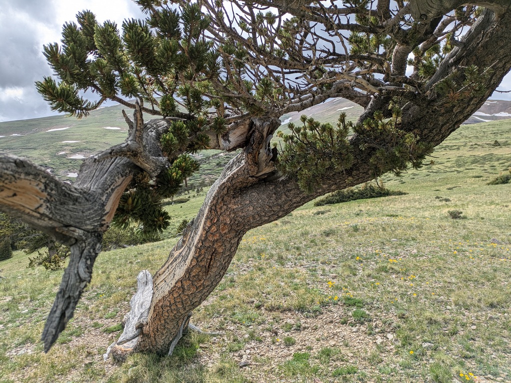 D4_ViewIntoBranches.jpg