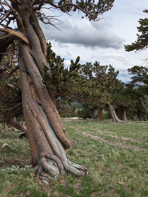 E2_ComplexTreeTrunk.jpg