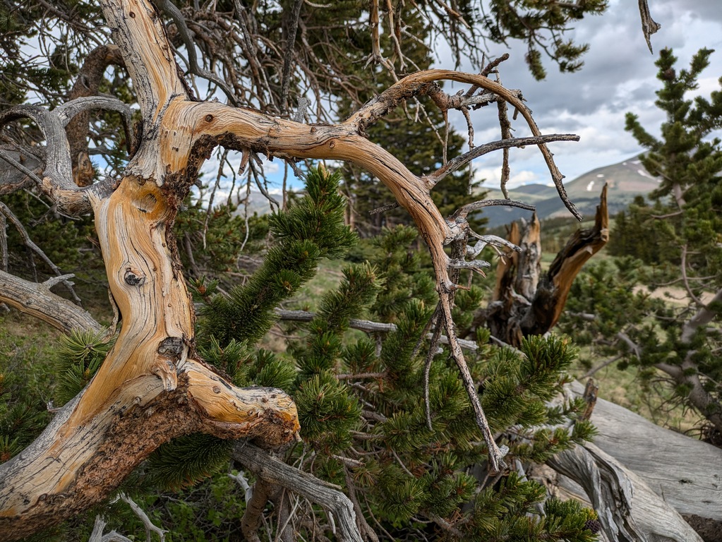 F1_TwistedBranches.jpg