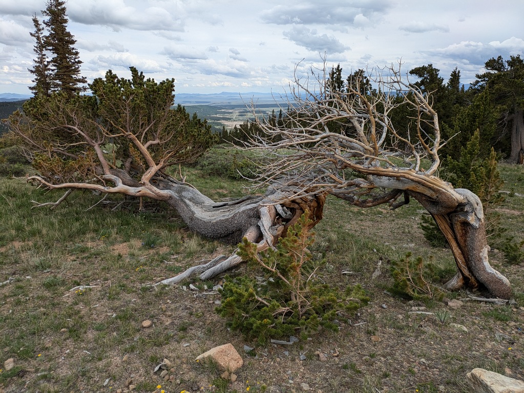 F2_TreesFallingOver.jpg