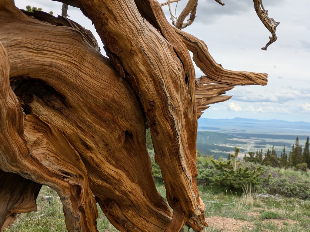 F4_WeatheredWoodCloseup.jpg